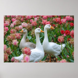 Affiche Oies gracieuses dans le jardin fleuri Amoureux des