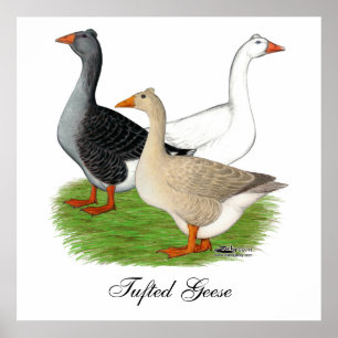 Affiche Oies : Trio Tufted