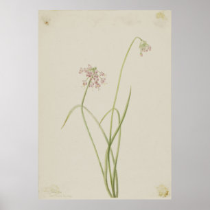 Affiche Oignon de hochement (Allium cernuum)