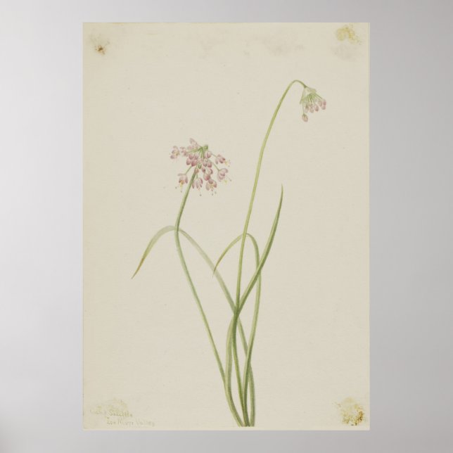 Affiche Oignon de hochement (Allium cernuum) (Devant)