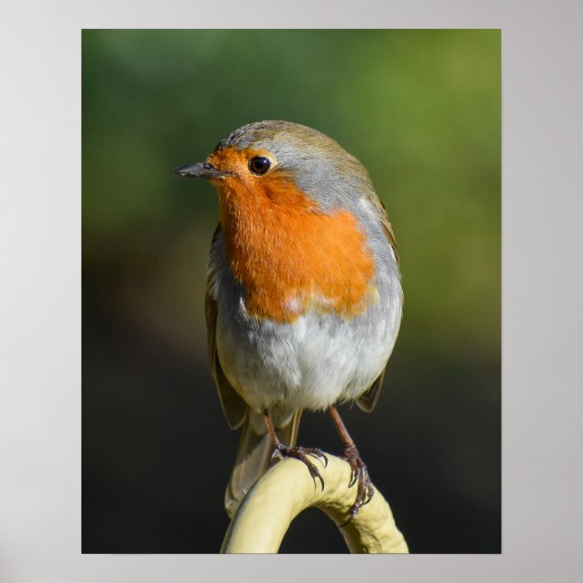 Affiche Oiseau (Devant)