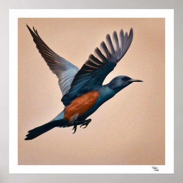 Affiche Oiseau (Devant)