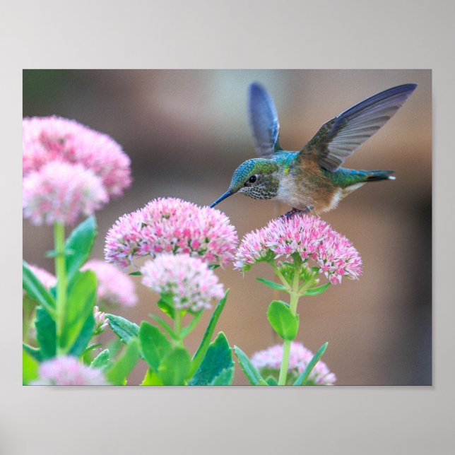 Affiche Oiseau (Devant)