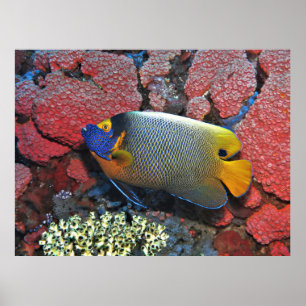 Affiche Oiseau à tête bleue