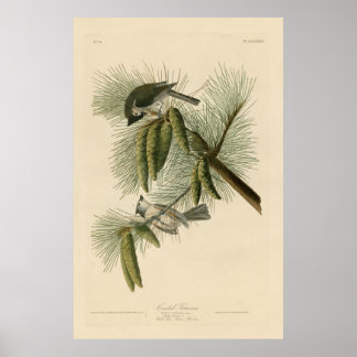 Affiche Oiseau, Amérique, Crested Titmouse, Audubon, Vinta