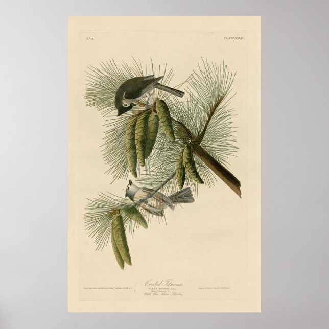 Affiche Oiseau, Amérique, Crested Titmouse, Audubon, Vinta (Devant)