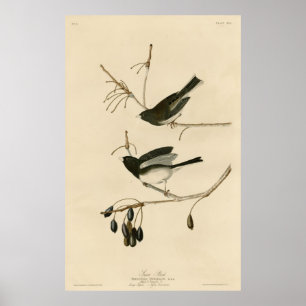 Affiche Oiseau, Amérique, Oiseau de neige, Audubon, Vintag