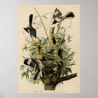 Affiche Oiseau, Amérique, Oiseau moqueur, Audubon, Vintage
