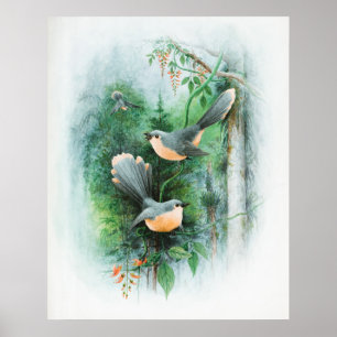 Affiche Oiseau animal sauvage des Wrens