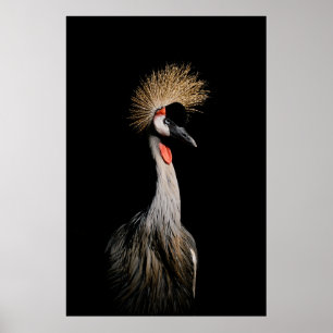 AFFICHE OISEAU AU BRÉSIL