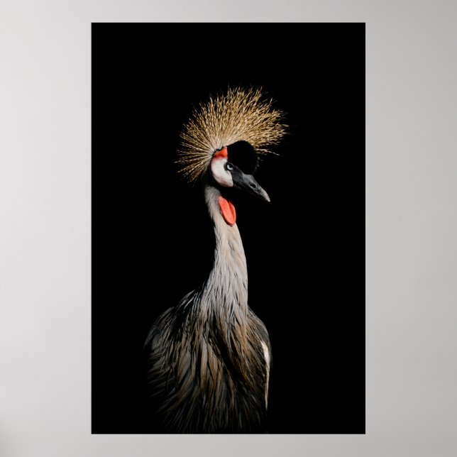 AFFICHE OISEAU AU BRÉSIL (Devant)