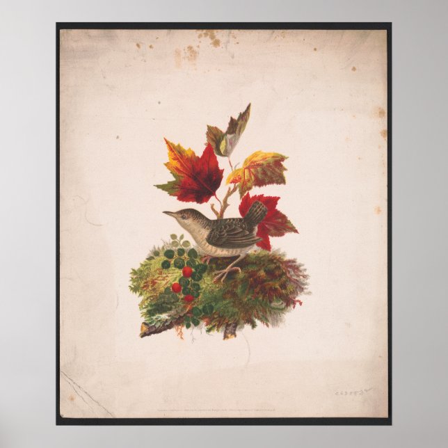 Affiche Oiseau Au Foilage D'Automne Illustration Antique (Devant)