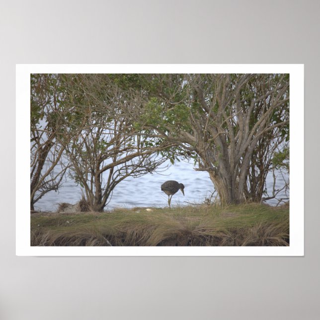 Affiche Oiseau au Refuge (Devant)