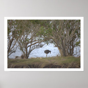 Affiche Oiseau au Refuge