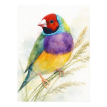 Oiseau bariolé Gouldian Finch