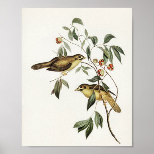 Affiche Oiseau Bell australien (Myzantha melanophrys)