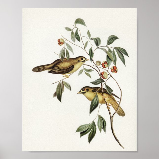 Affiche Oiseau Bell australien (Myzantha melanophrys) (Devant)