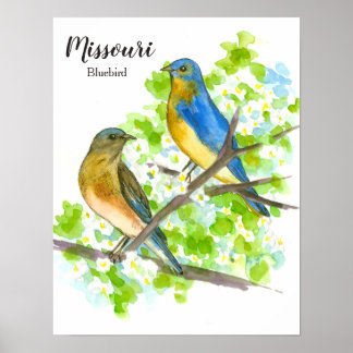 Affiche Oiseau bleu du Missouri