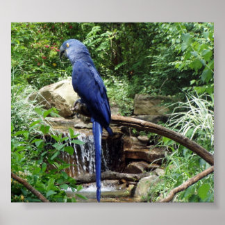 Affiche Oiseau bleu du Paradis