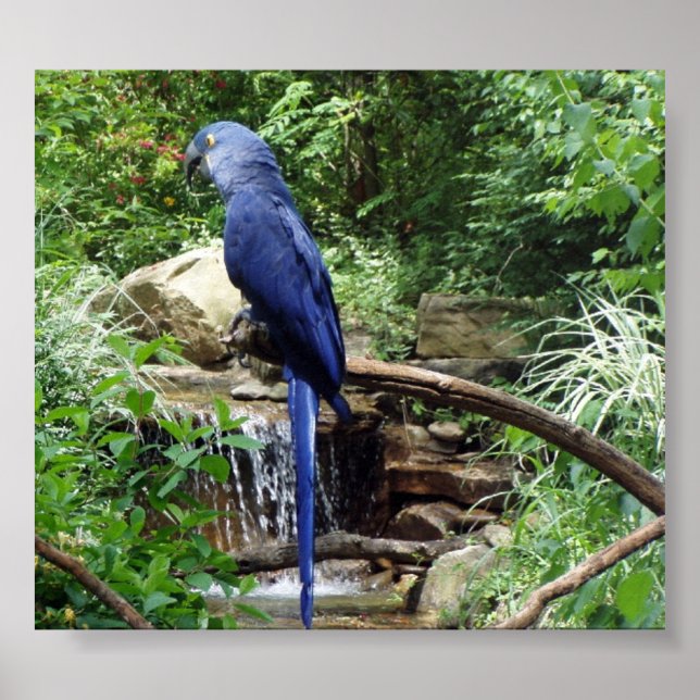 Affiche Oiseau bleu du Paradis (Devant)