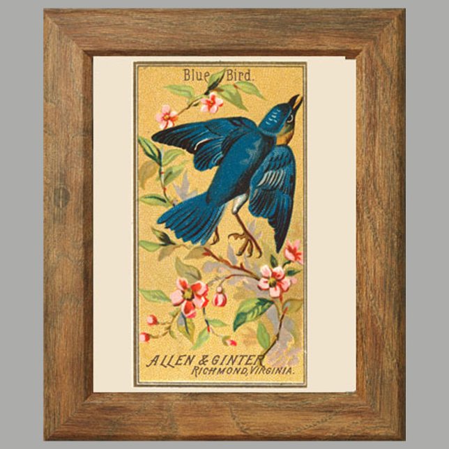 Affiche Oiseau bleu, Ensemble de 8 (2 sur 8) Oiseau Galeri (Créateur téléchargé)