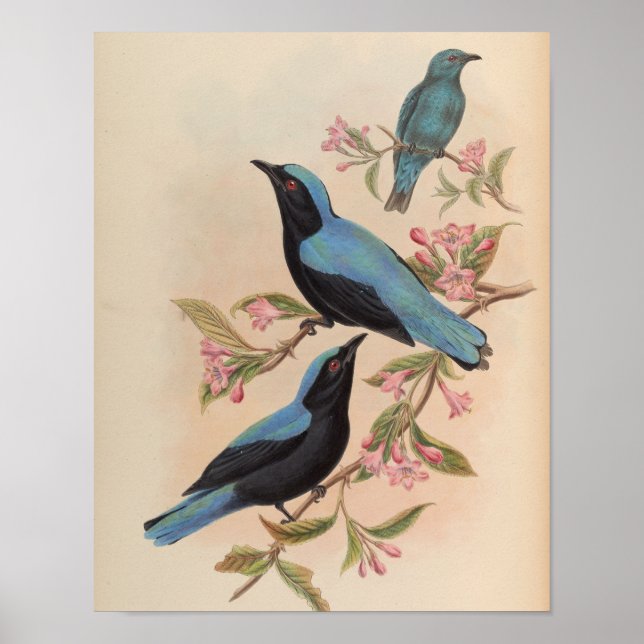 Affiche Oiseau bleu fée de Bornéo par John Gould Impressio (Devant)