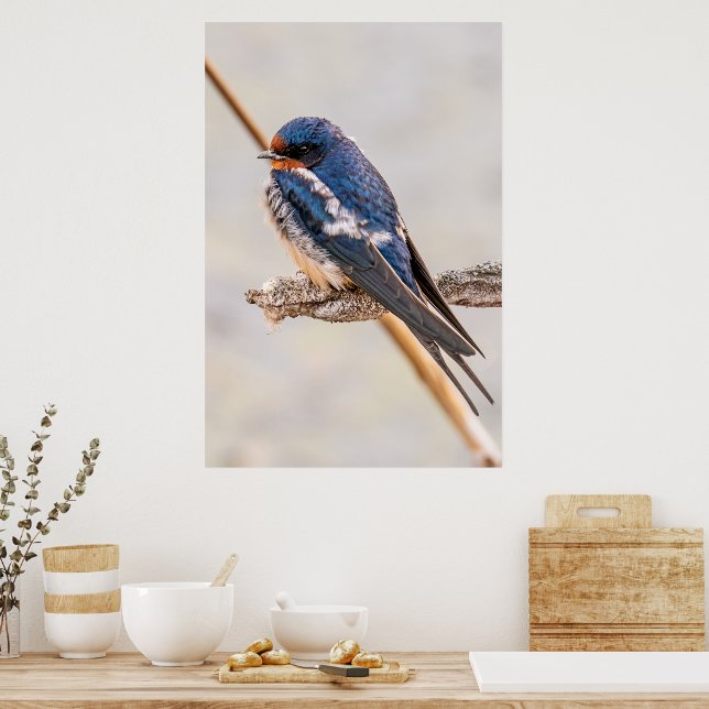 Affiche Oiseau bleu, Hirondelle de grange, Photographie ca (Cuisine)