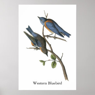 Affiche Oiseau bleu occidental, John Audubon