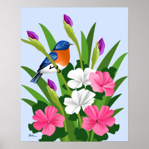 Affiche Oiseau bleu oriental