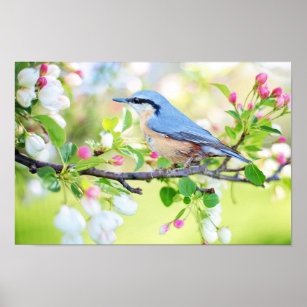 Affiche Oiseau bleu printemps sur cerisier avec fleurs