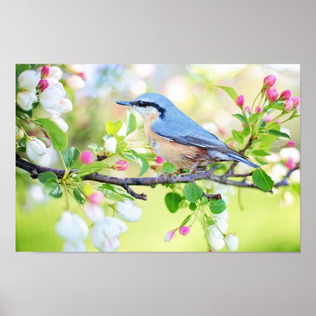 Affiche Oiseau bleu printemps sur cerisier avec fleurs (Devant)