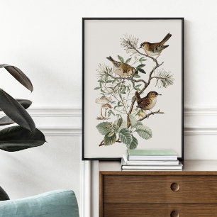 Affiche Oiseau Botanique Vintage