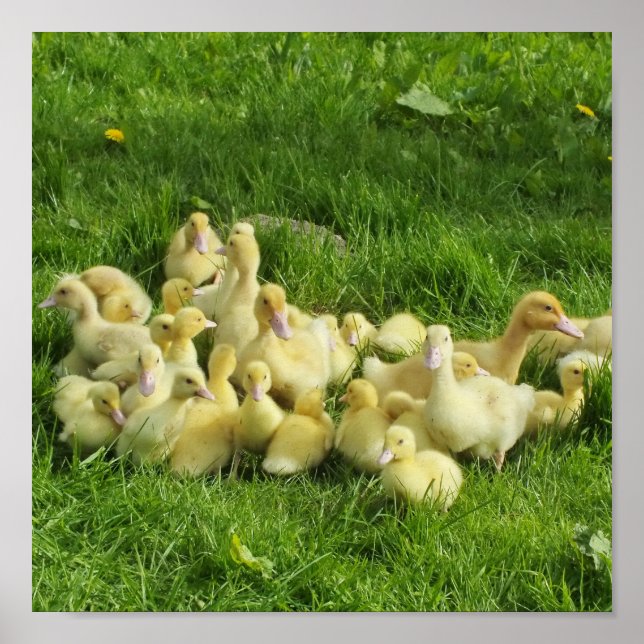 Affiche oiseau, canard, canard, jaune, nature, mignonette, (Devant)