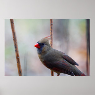 Affiche Oiseau cardinal féminin