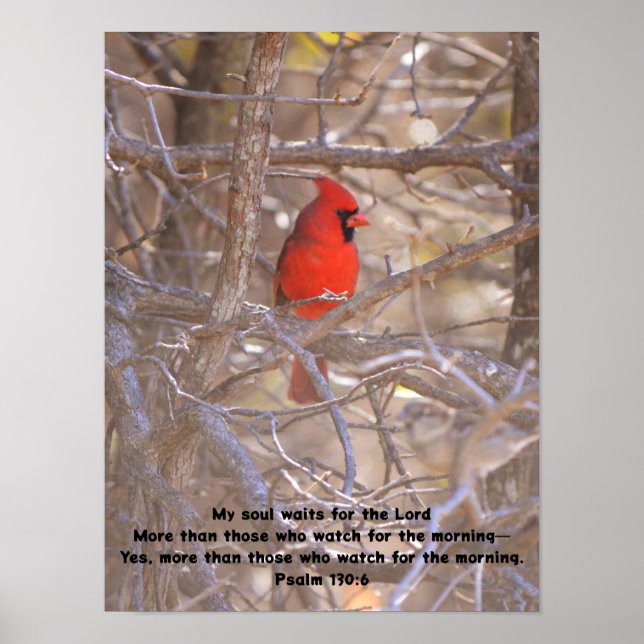 Affiche Oiseau Cardinal Rouge En Attendant Pacifiquement L (Devant)