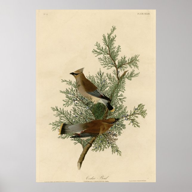 Affiche Oiseau cèdre (Devant)
