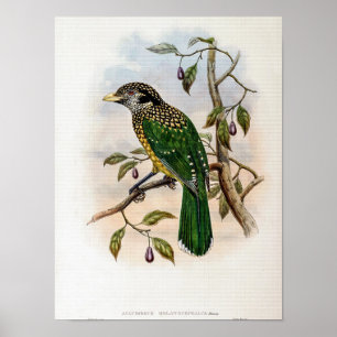 Affiche Oiseau-chat à nuque noire par John Gould