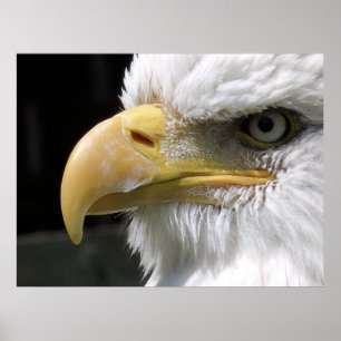 AFFICHE OISEAU D'AGLE