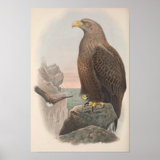 Affiche Oiseau d'aigle de mer vintage (Devant)