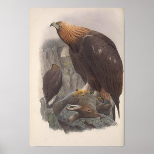 Affiche Oiseau d'aigle doré vintage