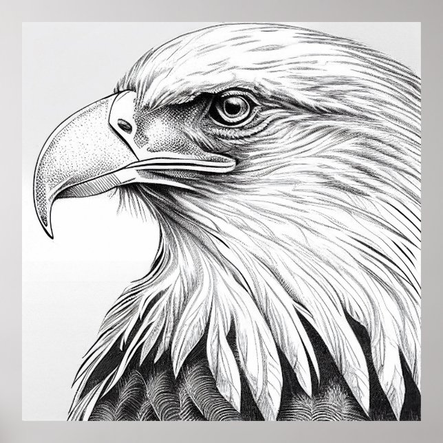 Affiche Oiseau d'aigle Nature sauvage Illustration animale (Devant)