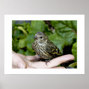 Affiche Oiseau dans la Main-Copie