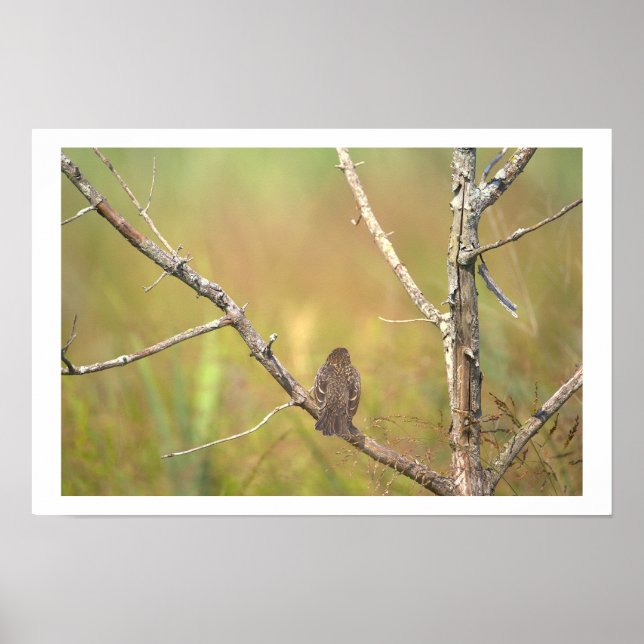 Affiche Oiseau dans un Arbre (Devant)