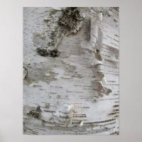 Oiseau d'arbre de bouleau Peelé Vieux art photo