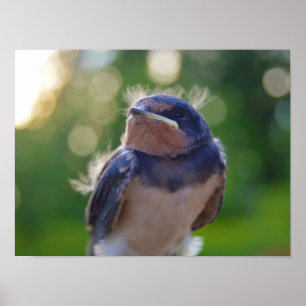 Affiche Oiseau de bébé