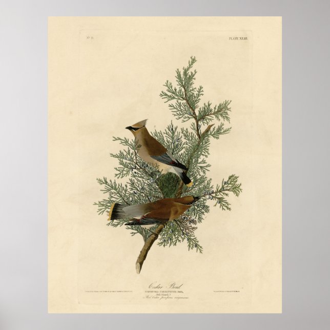 Affiche Oiseau de cèdre, Cèdre, cire Audubon Oiseaux d'Amé (Devant)