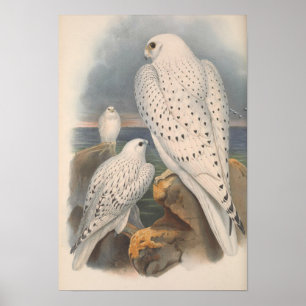 Affiche Oiseau de course légère du Faucon groenlandais