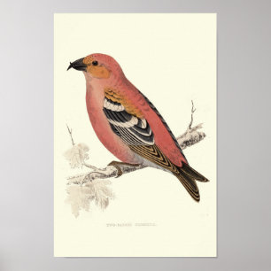 Affiche Oiseau de croix