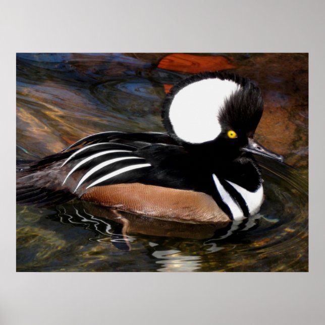 Affiche Oiseau de fusil à capuchon (Devant)