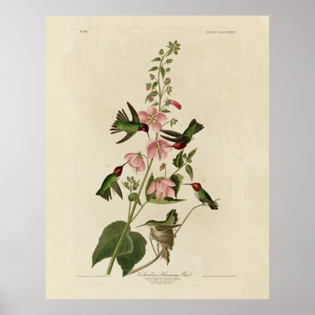Affiche Oiseau de Humming - Oiseaux d'Audubon (Devant)